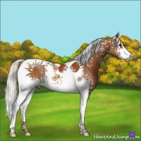Horse Color:White Spotted Silver Bay Splash Tobiano