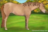 Horse Color:Gold Champagne Rabicano 