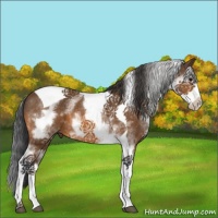 Horse Color:White Spotted Bay Tobiano 