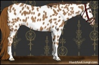 Horse Color:Red Roan Leopard 
