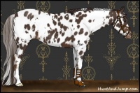Horse Color:White Spotted Liver Chestnut Appaloosa