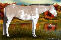 Horse Color:White Spotted Brown Dun Sabino Splash 