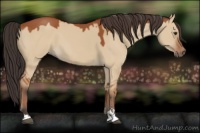 Horse Color:Bay Dun Sabino 