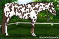 Horse Color:Liver Chestnut Near Leopard 