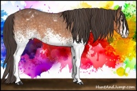 Horse Color:White Spotted Buckskin Roan Splash Appaloosa Rabicano 