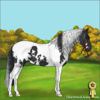 Horse Color:White Spotted Black Tobiano 