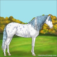 Horse Color:Watercolor Black Splash Appaloosa 