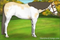 Horse Color:Buckskin Roan Sabino Splash Frame 