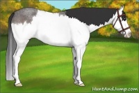 Horse Color:Brown Roan Splash