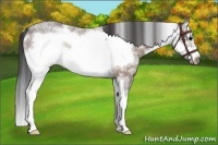 Horse Color:White Spotted Brown Roan Splash Frame Rabicano 