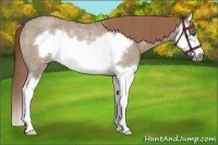 Horse Color:Liver Red Dun Roan Splash Frame Rabicano