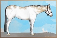 Horse Color:White Spotted Bay Dun Frame Rabicano 