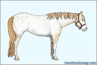 Horse Color:Smoky Black Pearl Frame Appaloosa Rabicano 