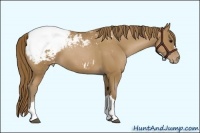 Horse Color:Black Pearl Appaloosa 