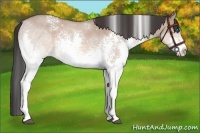 Horse Color:White Spotted Bay Roan Dun Splash 