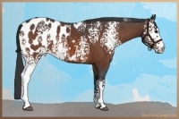 Horse Color:White Spotted Bay Roan Appaloosa