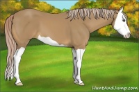 Horse Color:Palomino Splash 