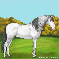 Horse Color:Brown Chinchilla Onyx Tobiano Appaloosa 