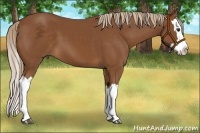 Horse Color:Chestnut Splash 