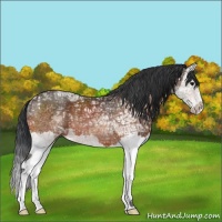Horse Color:Bay Ice Splash 