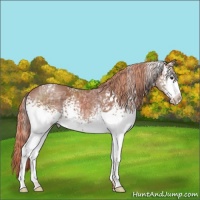 Horse Color:White Spotted Chestnut Ice 