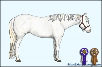 Horse Color:Smoky Black Pearl Sabino Appaloosa 