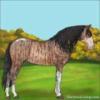 Horse Color:Bay Sabino and Amber Champagne Sabino Tobiano