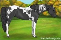 Horse Color:Black Tobiano 