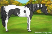Horse Color:Black Tobiano 