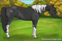 Horse Color:Black Sabino Tobiano