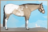 Horse Color:White Spotted Brown Dun Appaloosa 