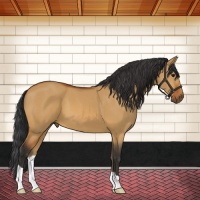 Horse Color:Bay Dun 
