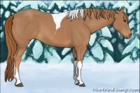 Horse Color:Chestnut Tobiano