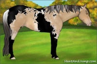 Horse Color:Amber Champagne Tobiano