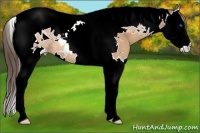 Horse Color:Amber Champagne Splash Tobiano Blanket