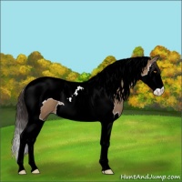 Horse Color:Sable Champagne Splash Tobiano 