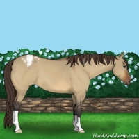 Horse Color:Bay Dun Appaloosa 