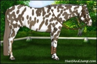 Horse Color:Chocolate Palomino Leopard 