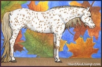 Horse Color:Chestnut Appaloosa 