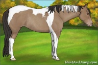 Horse Color:Classic Champagne Roan Tobiano Rabicano
