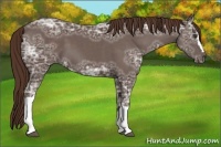 Horse Color:Liver Chestnut Ice 
