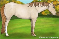 Horse Color:Buckskin Roan Pearl 