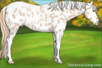 Horse Color:Gold Champagne Roan Tobiano Appaloosa Rabicano 