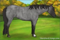 Horse Color:Liver Red Roan