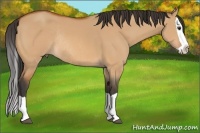 Horse Color:Bay Dun Splash Rabicano