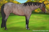 Horse Color:Bay Roan Sabino