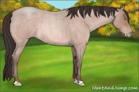 Horse Color:Sable Champagne Roan Rabicano