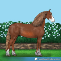 Horse Color:Chestnut Sabino Rabicano