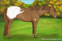 Horse Color:Chestnut Appaloosa 
