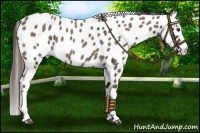 Horse Color:Liver Red Roan Splash Leopard 